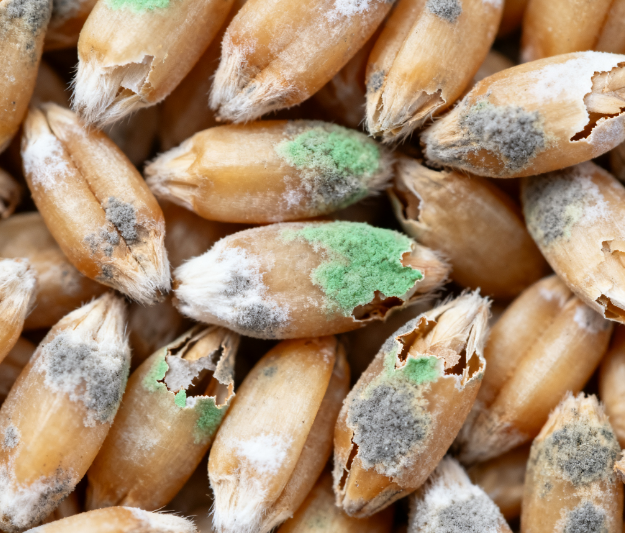 高校實驗室用：LD-LZ1真菌毒素檢測儀，熒光定量技術適配教學科研